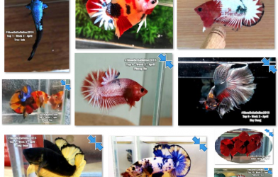 Bộ ảnh top 10 tuần 3 tháng 4 cuộc thi Show Betta Online 2018