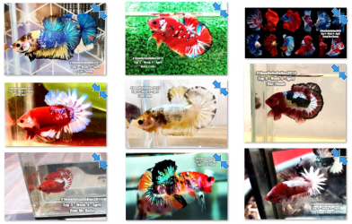 Bộ ảnh top 10 tuần 4 tháng 4 cuộc thi Show Betta Online 2018