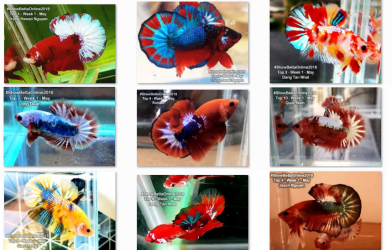 Bộ ảnh top 10 tuần 1 tháng 5 cuộc thi Show Betta Online 2018