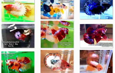 Bộ ảnh top 10 tuần 3 tháng 5 cuộc thi Show Betta Online 2018