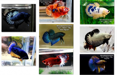 Bộ ảnh top 10 tuần 4 tháng 5 cuộc thi Show Betta Online 2018