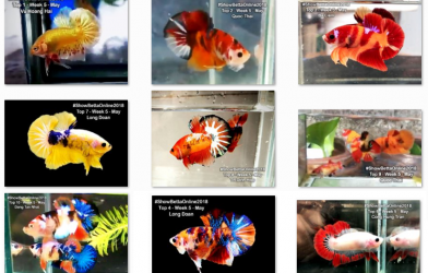 Bộ ảnh top 10 tuần 5 tháng 5 cuộc thi Show Betta Online 2018