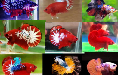 Bộ ảnh top 10 tuần 1 tháng 7 cuộc thi Show Betta Online 2018