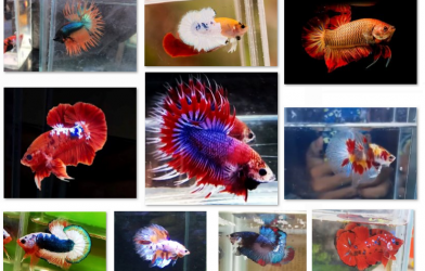 Bộ ảnh top 10 tuần 2 tháng 7 cuộc thi Show Betta Online 2018