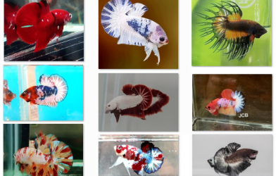 Bộ ảnh top 10 tuần 3 tháng 7 cuộc thi Show Betta Online 2018