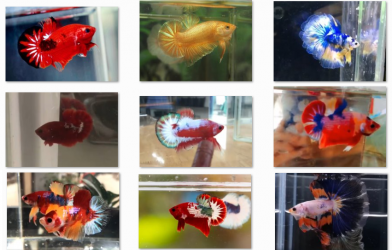 Bộ ảnh top 10 tuần 4 tháng 7 cuộc thi Show Betta Online 2018