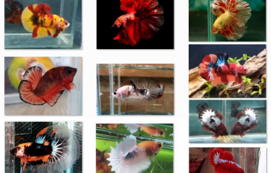 Bộ ảnh top 10 tuần 1 tháng 8 cuộc thi Show Betta Online 2018