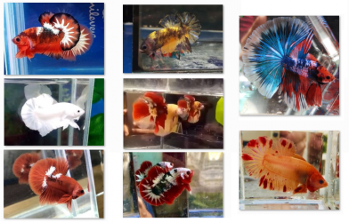 Bộ ảnh top 10 tuần 2 tháng 8 cuộc thi Show Betta Online 2018