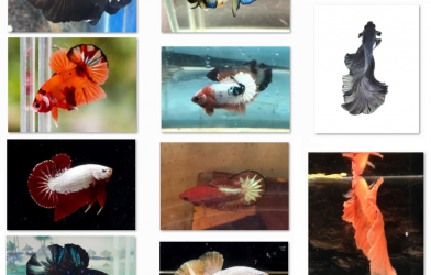 Bộ ảnh top 10 tuần 3 tháng 8 cuộc thi Show Betta Online 2018