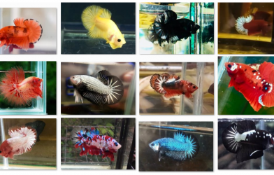 Bộ ảnh top 10 tuần 4 tháng 8 cuộc thi Show Betta Online 2018