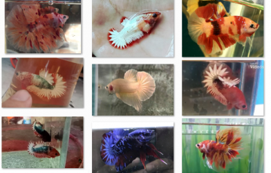 Bộ ảnh top 10 tuần 5 tháng 8 cuộc thi Show Betta Online 2018