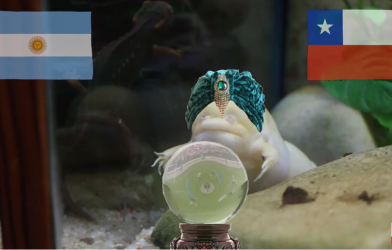 Ếch tiên tri dự đoán kết quả Argentina vs Chile: Cú sốc?