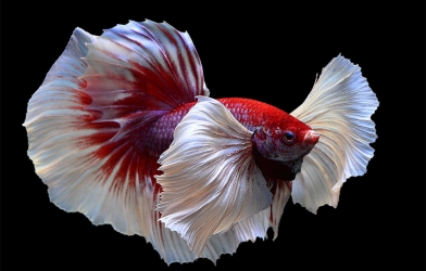 Ngắm bộ ảnh cá Betta tuyệt đẹp của Nhiếp Ảnh Gia 8x HN