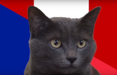 Mèo tiên tri dự đoán kết quả, tỉ số Pháp vs Peru