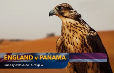 Chim tiên tri dự đoán kết quả Anh vs Panama