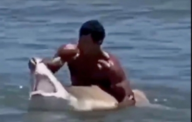 VIDEO: VĐV bơi lội tay không bắt cá mập để chụp ảnh