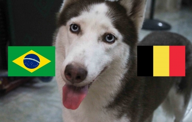 Chó tiên tri Loki dự đoán Tứ kết World Cup: Brazil vs Bỉ