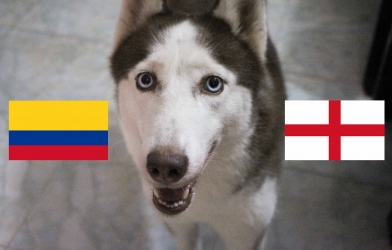 Video chó tiên tri Loki dự đoán kết quả Anh vs Colombia