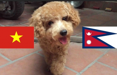 Chó tiên tri Hulk dự đoán kết quả Việt Nam vs Nepal