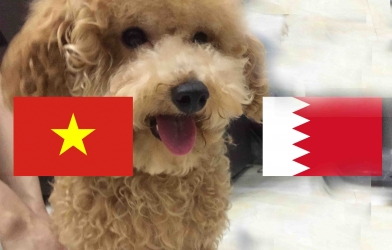 Chó tiên tri Hulk dự đoán kết quả U23 Việt Nam vs U23 Bahrain