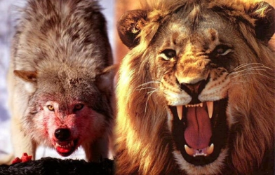 Chia thức ăn cho bầy sói và sự nghiệt ngã ngành ô tô