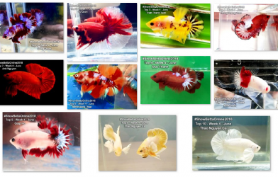 Bộ ảnh top 10 tuần 4 tháng 6 cuộc thi Show Betta Online 2018