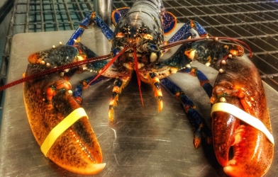 Bất ngờ với giá trị dinh dưỡng của 'tôm hùm xanh'