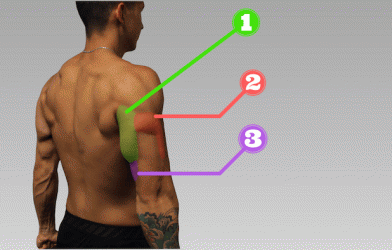 3 bài tập tay sau lãng phí thời gian bạn nên tránh