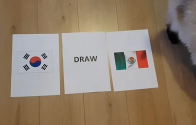 Tiên tri mèo dự đoán kết quả Hàn Quốc vs Mexico