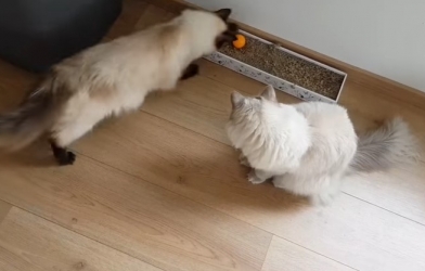 Tiên tri mèo dự đoán kết quả Ba Lan vs Colombia