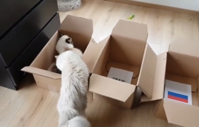 Tiên tri mèo dự đoán kết quả trận Tây Ban Nha vs Nga