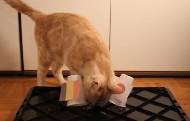 Mèo thần thông dự đoán kết quả Bỉ vs Nhật Bản