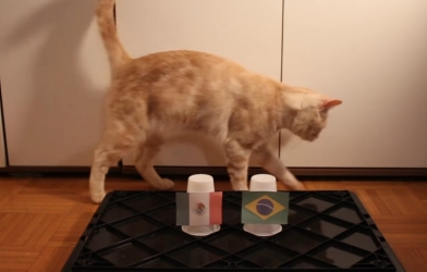 Mèo thần thông dự đoán kết quả Brazil vs Mexico