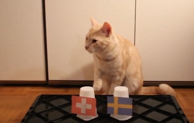 Mèo thần thông dự đoán kết quả Thụy Điển vs Thụy Sĩ