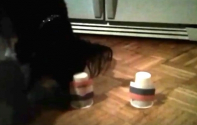 Chó thần thông dự đoán kết quả Nga vs Croatia