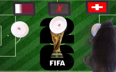 Mèo tiên tri dự đoán tỷ số Qatar vs Thụy Sĩ: Qatar gặp khó