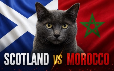 Mèo tiên tri dự đoán tỷ số Scotland vs Morocco: Kết quả gây sốc!