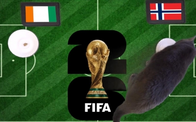 Mèo tiên tri dự đoán tỷ số Bờ Biển Ngà vs Na Uy: Viking đi tiếp!