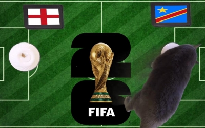 Mèo tiên tri dự đoán tỷ số Anh vs Congo: Congo tạo địa chấn tại Atlanta, 23h00 ngày 01/07/2026