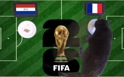 Mèo tiên tri dự đoán tỷ số Paraguay vs Pháp: Mbappe đưa Les Bleus vào tứ kết!