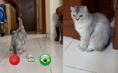 Mèo tiên tri Việt Nam dự đoán bất ngờ Brazil vs Morocco - World Cup 2026