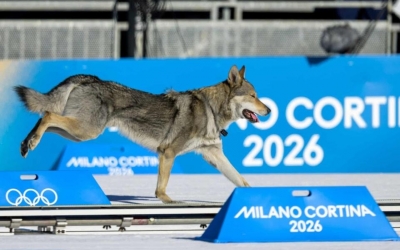 Chó 'đua ké' VĐV gây sốt Olympic mùa đông 2026