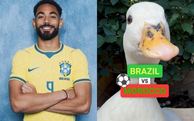 Đàn vịt đồng loạt chọn đội thắng ở đại chiến Brazil vs Ma Rốc