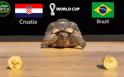 Thần Rùa dự đoán kết quả trận Croatia vs Brazil: Vũ điệu Samba rực lửa