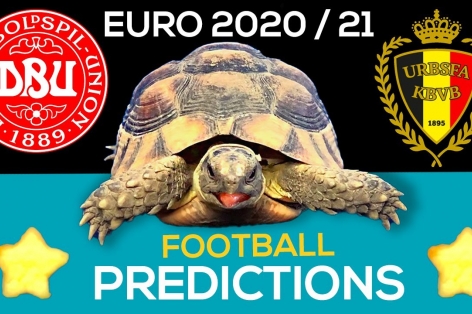 Thần Rùa tiên tri dự đoán kết quả Bỉ vs Nga: Không có bất ngờ
