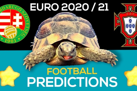 Thần Rùa tiên tri dự đoán kết quả Hungary vs Bồ Đào Nha: Tin tưởng Ronaldo?