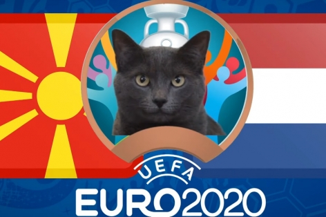 Mèo tiên tri dự đoán Bắc Macedonia vs Hà Lan: Khai phá thiên cơ