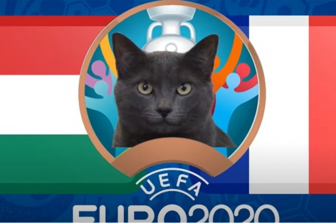 Mèo tiên tri dự đoán Hungary vs Pháp: Tiết lộ thiên cơ