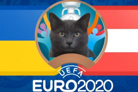 Mèo tiên tri dự đoán bất ngờ kết quả Ukraina vs Áo