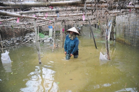 'Rốn lũ' Chương Mỹ khẩn trương đắp đê, di dời người dân trước khi nước sông Bùi dâng lên báo động nguy hiểm